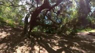 Dağ Bisikleti Franklin Canyon Ormanı POV Front View 02 California ABD