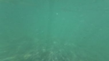 Nehirde Su Altında Yüzen Yavaş Hareket x2 60 fps 'de çekilmiştir.