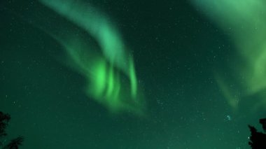 Aurora ve Yıldızlı Gök Galaktik Sarılma Ağaç Döngüsü Üzerinde
