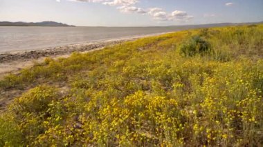 Kaliforniya Vahşi Çiçekleri Süper Bloom Goldfields Soda Lake Carrizo Plain California ABD