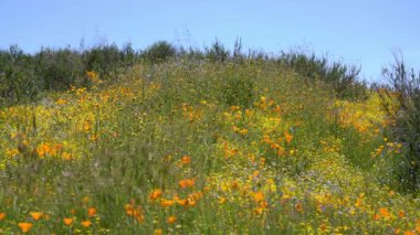 California Super Bloom Wildflower Trail Diamond Valley Lake Hills, ABD