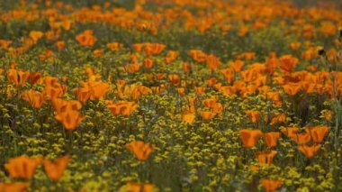 Kaliforniya Süper Çiçekleri Telephoto Poppy ve Altın Tarlaları Antilop Vadisi 'nde