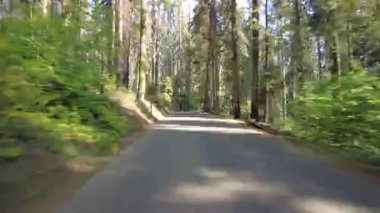 Sequoia Ulusal Parkı Hiperlapse Sürüşü Crescent Meadow Rd 03 Arka Görüş ABD