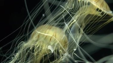 Japon Denizanası Isırganı Chrysaora Pacifica 'nın Aşırı Yakın Çekimi