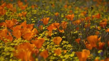 Kaliforniya Gelincik Çiçekleri Antilop Vadisi Poppy Reserve USA 'da Aşırı Yakın Çekim