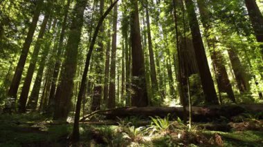 Redwood Ulusal Parkı 'nın Destansı Manzarası Ilıman Yağmur Ormanı Kaliforniya ABD Dünya Mirası SIte