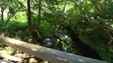 Redwood Ulusal Parkı Boyes Creek Köprüsü Kaliforniya ABD Dünya Mirası Bölgesi