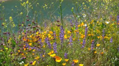 California Super Bloom Wildflower Trail Diamond Valley Lake Shore USA 'da