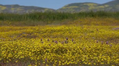 Carrizo Plain California Goldfields ve Baykuş Yonca Çiçekleri Süper Bloom California ABD