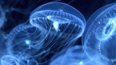 Mavi Işığın Altındaki Denizanası Kristal Denizanası Victoria 'nın Aşırı Kapanışı