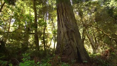 Lady Bird Johnson Grove Antik Ormanı Redwood Ulusal Parkı Kaliforniya ABD Dünya Mirası Bölgesi