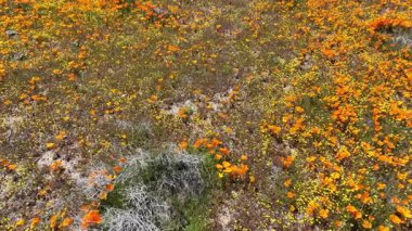 California Poppy Super Bloom Dolly R Antilop Vadisi, Lancaster California ABD
