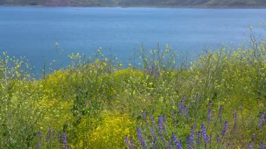 Diamond Valley Lake California Super Bloom Hardal ve Lupine Flowers USA
