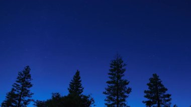 Güneybatı Gökyüzü Çam Ormanları 'nda Ay Işığı Altındaki Samanyolu Galaksisi Astrofotoğrafçılık