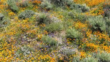 Kaliforniya 'daki Diamond Valley Lake Wildflower Patikası Poppy Super Bloom Dolly R