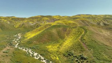 Carrizo Plain Goldfields California Süper Bloom 2023 Havadan İleri Çekim Kaliforniya ABD