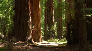 Redwood Ulusal Parkı Dev Sekoyaların Epic View Kaliforniya ABD Dünya Mirası SIte