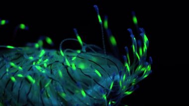 Denizanası Çiçek Şapkalı Jöle Olindias Formosus Yüzen Uçsuz bucaksız Kapanış