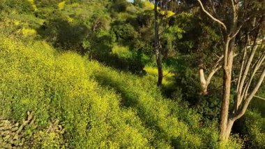 Los Angeles Kenneth Hahn Park California Süper Hardal Çiçekleri Dolly Yavaş