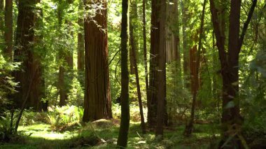 Redwood Ulusal Parkı Sabah Ormanı Kaliforniya ABD Dünya Mirası SIte