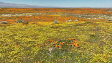 Antilop Vadisi Poppy ve Goldfield Çiçekleri Dolly Lancaster California 'da