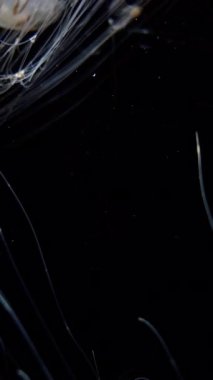 Denizanası Japon Deniz Nettle Chrysaora Pacifica Dikey Portresi