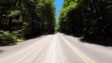 Devler Sokağı Redwood 5 Myers Flat 01 Arka Görüş Kaliforniya Ultra Geniş Plakası