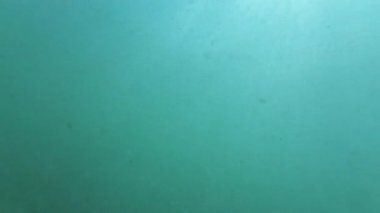 Sualtı Yeşil Gün Işığı Yavaş Hareket x4 120fps 'de çekiliyor