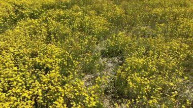 Goldfields Super Bloom Wildflowers Carrizo Plain Dolly R Slow Kaliforniya 'da