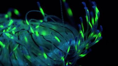 Denizanası Çiçek Şapkalı Jöle Olindias Formosus Aşırı Kapanış