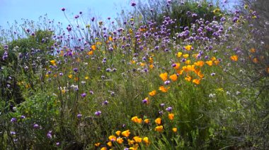 California Super Bloom Lacy Scorpionweed ve Poppy Flowers Diamond Valley Lake USA 'de