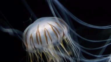 Japon Denizanası Isırganı Chrysaora Pacifica 'nın Aşırı Yakın Çekimi