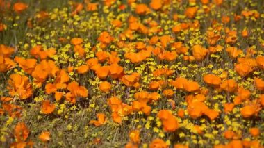 Kaliforniya Yabani Çiçekler Süper Çiçek Antilop Vadisi Poppy Reserve ABD 'de Yakın Çekim