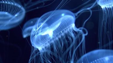 Denizanası Kristal Denizanası Mavi Işığın Altında Yüzüyor Aequorea Victoria 'nın Aşırı Kapanışı