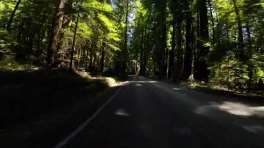 Devler Sokağı, Redwood 6 Williams Grove 03 Arka Görüş Kaliforniya Ultra Geniş Plakası