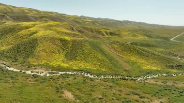 Carrizo Plain Wildflowers Süper Bloom Hava Çekimi 58. Kaliforniya Yörüngesi ABD