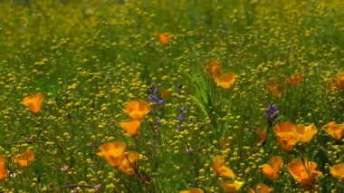 California Super Bloom Poppy ve Stinknet Flowers Diamond Valley Lake USA 'da
