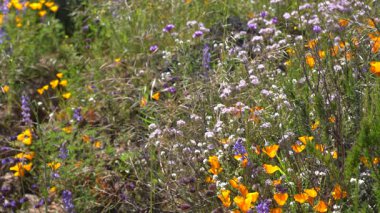California Super Bloom Wildflower Trail in Diamond Valley Lake Popcorn Flowers USA