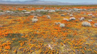 Antilop Vadisi gelincik çiçekleri Dolly R, Lancaster California ABD