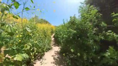 Kaliforniya Süper Çiçekleri Vahşi Dağ Bisiklet Önü Görünümü 03.mp4