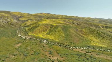 Carrizo Plain Wildflowers Süper Bloom Hava Çekimi 58. Kaliforniya Yörüngesi ABD