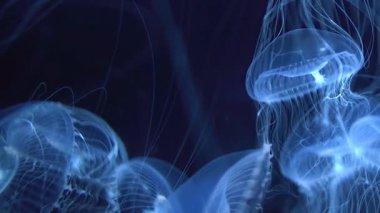 Mavi Işığın Altındaki Denizanası Kristal Denizanası Victoria 'nın Aşırı Kapanışı