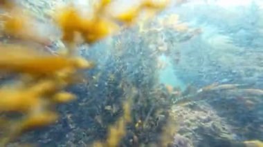 Palos 'taki Sualtı Kelp Ormanı Kaliforniya Kıyısına Karşı ABD Pasifik Okyanusu