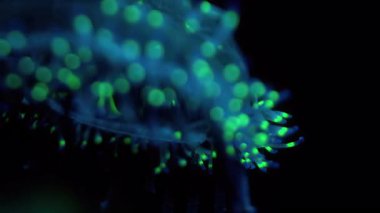 Denizanası Çiçek Şapkalı Jöle Olindias Formosus Aşırı Kapanış