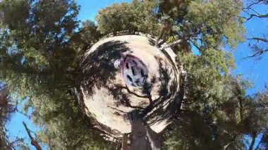 Dağ Ormanı Yolu Minik Gezegen Bisiklet 01 Kaliforniya ABD