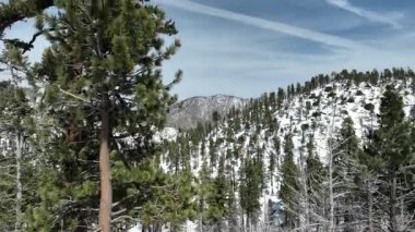 Karla kaplı San Gabriel Dağları Çam Ağaçlarının Havadan Çekimi Kaliforniya Birleşik Devletleri