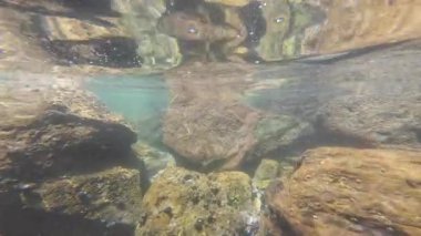 Palos Verdes USA Sualtı Okyanusu 'ndaki Güney Kaliforniya kıyılarındaki sığ gel-git havuzlarına dalmak