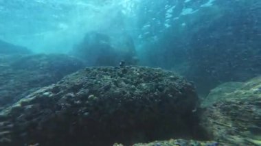 Kıyı Ekosistemi Palos Verdes Denizaltı Görünümü Kaliforniya Sahili ABD Sualtı Okyanusu