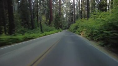 Sequoia Ulusal Parkı Generalleri Güney Yolu 19 Multicam Front View Forest Driving Plate Sierra Nevada California Mt. ABD