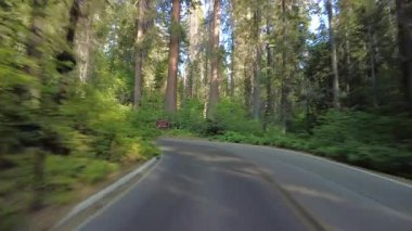 Sequoia Ulusal Parkı Generalleri Güney Otoyolu 19 Multicam Arka Orman Sürücü Plakası Sierra Nevada California Amerika Birleşik Devletleri